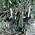 Ель CRYSTAL TREES Гарда заснеженная 180см. KP3018
