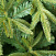 CRYSTAL TREES Искусственная Ель Маттерхорн заснеженная с вплетенной гирляндой 210см
