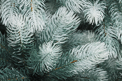 CRYSTAL TREES Искусственная Сосна Швейцарская снежная 270 см