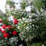 Ель CRYSTAL TREES Лаки заснеженная с ягодами 210 см. KP1121