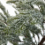 Ель CRYSTAL TREES БОЛЬЕРИ в снегу 180 см. KP18180
