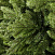 CRYSTAL TREES Искусственная Ель Моника 210 см