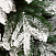 Ель CRYSTAL TREES АМАТИ в снегу 250 см. KP4025S