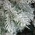 Ель CRYSTAL TREES МОЛЬВЕНО в снегу с вплетенной гирляндой 250 см. KP7250SL
