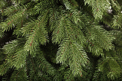CRYSTAL TREES Искусственная Ель Эмили зеленая 180 см