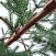 Ель CRYSTAL TREES БОРГО зеленая с шишками 150 см. KP16150