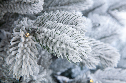 Ель CRYSTAL TREES Мольвено в снегу с вплетенной гирляндой 155 см KP7155SL
