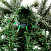 Ель CRYSTAL TREES АНДОРРА в снегу 180 см KP61180