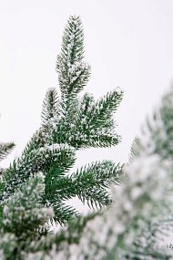 Ель CRYSTAL TREES ШОТЛАНДИЯ в снегу 180 см. KP4018S