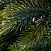 Ель CRYSTAL TREES Атланта Премиум зеленая 240 см. KP1024