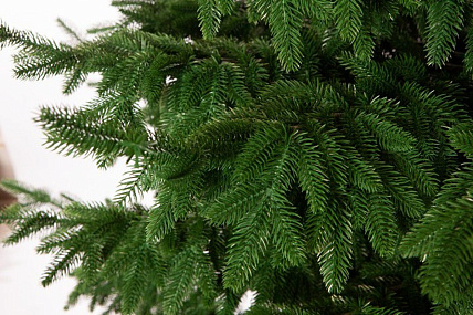 Ель CRYSTAL TREES ШОТЛАНДИЯ 270 см. (инт.подставка) KP4727