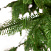 Ель CRYSTAL TREES ШОТЛАНДИЯ 270 см. (инт.подставка) KP4727