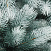 CRYSTAL TREES Искусственная Сосна Швейцарская снежная 250 см