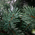 Сосна CRYSTAL TREES Хилтон зелено-голубая 250 см. KP1225