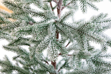 Ель CRYSTAL TREES РОНДА а в снегу 180 см. KP15180
