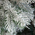 Ель CRYSTAL TREES МОЛЬВЕНО в снегу с вплетенной гирляндой 270 см. KP7270SL