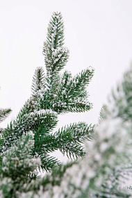 Ель CRYSTAL TREES ШОТЛАНДИЯ в снегу 230 см. KP4723S
