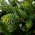 Ель CRYSTAL TREES Княжеская зеленая 180 см KP6218
