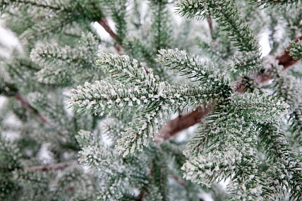 Ель CRYSTAL TREES РОНДА а в снегу 180 см. KP15180