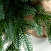 Ель CRYSTAL TREES ИЗУМРУДНАЯ ЭДИТ 60 см. KP5060