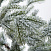 Ель CRYSTAL TREES БОЛЬЕРИ в снегу 210 см. KP18210
