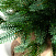 Ель CRYSTAL TREES ИЗУМРУДНАЯ ЭДИТ 60 см. KP5060